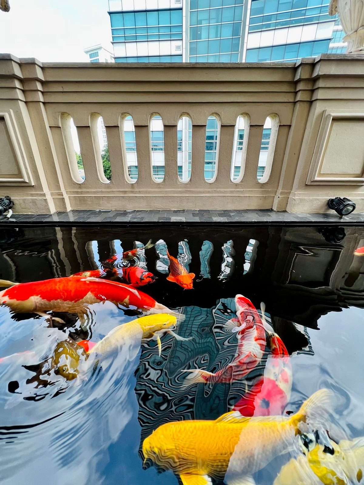 Những chú cá Koi trong bể hoạ tiết hoa văn đẹp, sắc nét, màu sắc bắt mắt, ngoại hình cân đối và khả năng bơi uyển chuyển. Ảnh: FB Chương Tailor