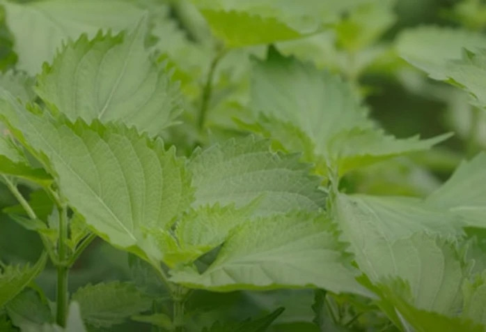 Từ một loại gia vị quen thuộc trong bữa ăn hàng ngày của người Việt, lá tía tô đã được xuất ngoại sang Nhật Bản và Hàn Quốc. Ảnh: Người lao động