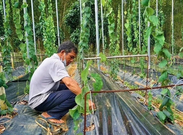 Không ngờ, từ một loài cây mọc dại ở rừng núi, sương sâm chỉ sau một thời gian ngắn đã có thể thu hoạch được. Đặc biệt, trồng sương sâm trong thời gian càng lâu, thu hoạch thường xuyên sẽ giúp đọt non mọc nhanh, lá thu được nhiều hơn, cho năng suất cao. Ảnh: Dân trí