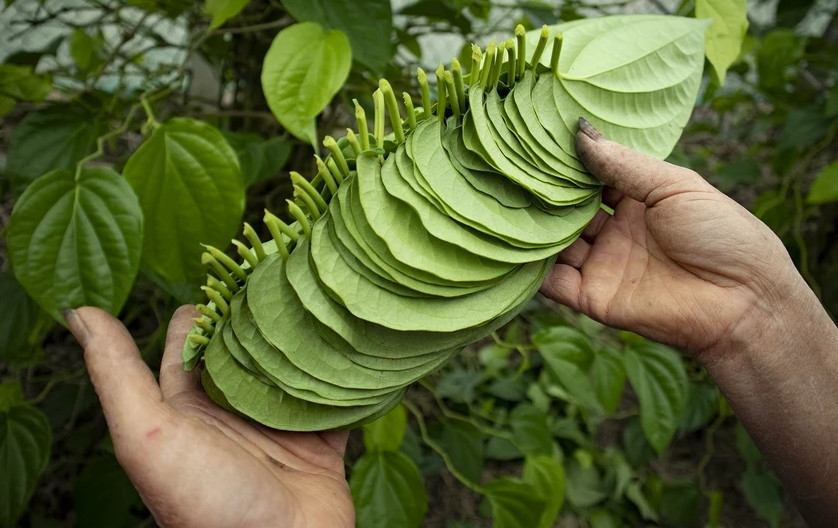 Trước và sau Tết Nguyên đán là thời điểm các hoạt động lễ, cúng nhiều, đặc biệt là dịp rằm tháng Giêng lượng tiêu thụ lá trầu không rất lớn. Đây cũng là thời điểm vườn trầu không của các hộ dân "hái ra tiền". Ảnh: Báo Nghệ An