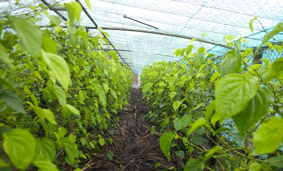 Xã Nghi Ân (thành phố Vinh, Nghệ An) là "thủ phủ" trồng cây trầu không. Loài cây này đã bén rễ trên vùng đất Nghi Ân hàng chục năm nay, phục vụ thị trường trong, ngoài tỉnh và xuất sang nước ngoài. Ảnh: Tiền phong