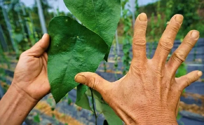 Lá sương sâm được xuất bán với giá từ 100.000-150.000 đồng/kg. Với hơn 3.000m2 đất trồng, ông Định có thể thu được 20 tấn lá sương sâm, thu nhập khoảng 2 tỷ đồng. Ảnh: Dân trí