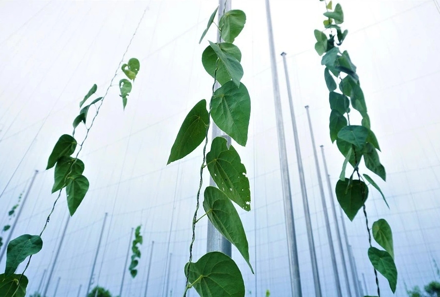 Năm 2013, tình cờ biết được mô hình trồng lá sương sâm nên ông Định mang giống về quê trồng thử nghiệm trên đất đồi khô cằn. Ảnh: Dân trí