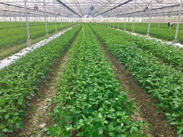 Theo đó, nhiều hộ dân ở Việt Nam đã đổi đời nhờ trồng tía tô để xuất khẩu. Một số công ty trồng cây tía tô, xuất khẩu sang Nhật Bản và thu về hàng tỷ đồng/năm. Ảnh: Facebook