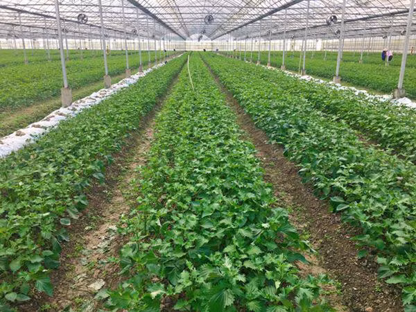 Theo đó, nhiều hộ dân ở Việt Nam đã đổi đời nhờ trồng tía tô để xuất khẩu. Một số công ty trồng cây tía tô, xuất khẩu sang Nhật Bản và thu về hàng tỷ đồng/năm. Ảnh: Facebook