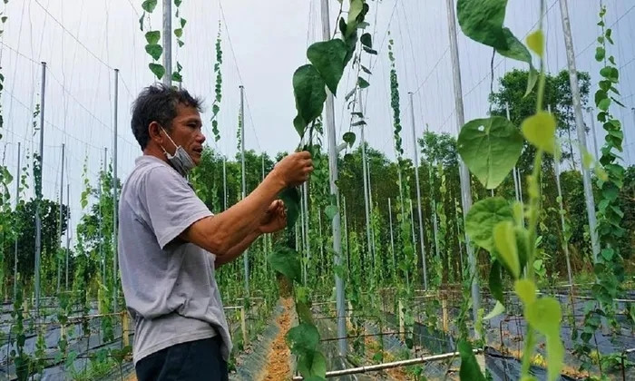 Theo ông Định, sương sâm thuộc họ dây leo, trước đây mọc dại ở rừng núi. Xưa kia, người dân Quâng Nam thường đi tìm lá của cây sương sâm về làm thạch giải khát, nhưng chưa có ai đưa về trồng. Ảnh: Dân trí