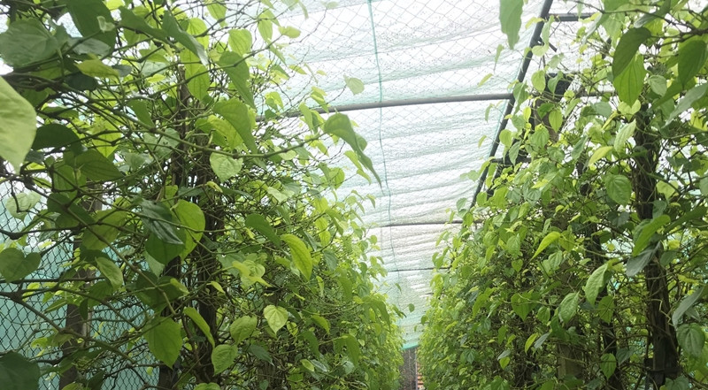 Những lá trầu đẹp, xanh đều phục vụ nhu cầu cúng bán giá dao động 1.000 - 1.500 đồng/lá. Lá xấu thì bán làm trầu ăn, hoặc bán cho các cơ sở chiết xuất tinh dầu, làm dược liệu. Ảnh: Dân Việt