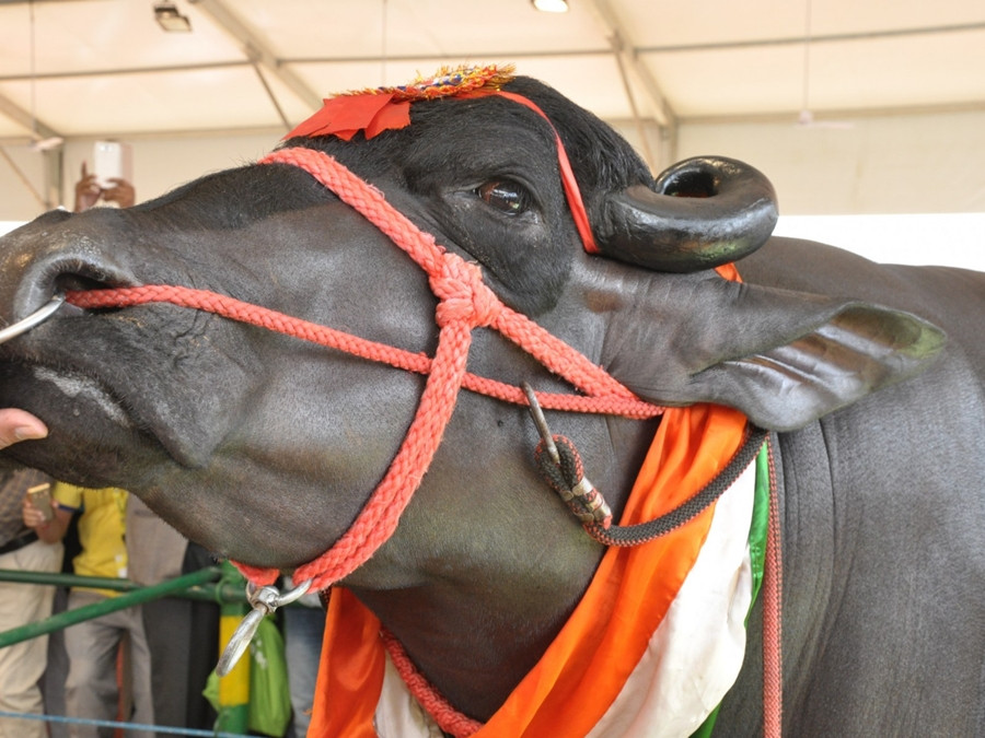 Con trâu khổng lồ này sở hữu cặp sừng cong ngược, lớp da xám đen mịn màng và có nhiều đường gân cơ bắp, đuôi rậm rạp và đôi mắt lấp lánh. Ảnh: Newsweek