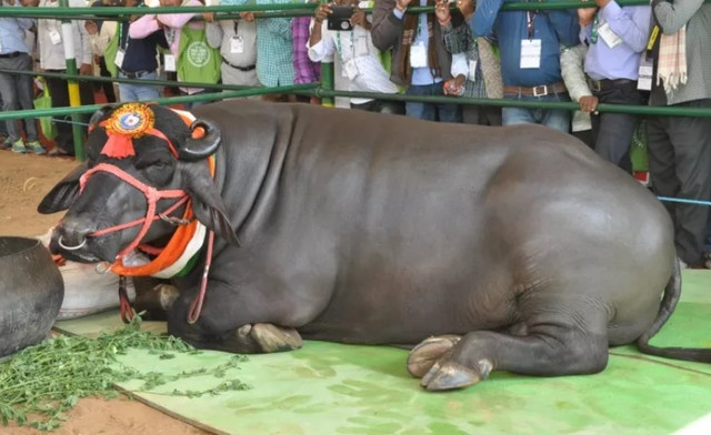 Để có được cân nặng lý tưởng, mỗi ngày chú trâu Yuvraj uống tới 30 lít sữa, ngoài ra còn có ngũ cốc và trái cây. Ảnh: Newsweek