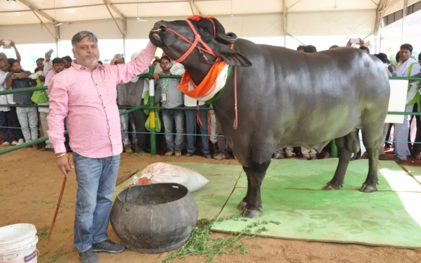 Mỗi ngày, Yuvraj còn được đi bộ khoảng 5km để vận động, tắm hai lần và mát-xa bằng dầu mù tạt. Ảnh: Newsweek