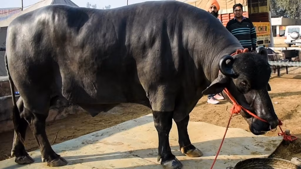 Yuvraj có nguồn gốc từ giống trâu Murrah bản địa, có vẻ ngoài oai nghiêm và làn da đen bóng. Chú trâu này nổi tiếng đến mức đi tới đâu cũng thu hút mọi ánh nhìn. Ảnh: Hindustantimes