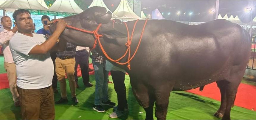 Theo Telegraphindia, con trâu nặng 1,5 tấn có tên Yuvraj, thuộc sở hữu của ông Karamveer Singh ở làng Sunarion, bang Haryana, miền bắc Ấn Độ. từng là tâm điểm chú ý trong một lễ hội tại nước này. Ảnh: Telegraphindia