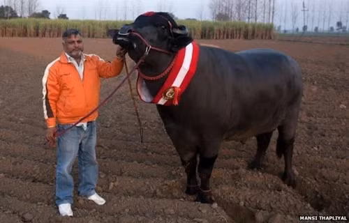 Mỗi năm, Yuvraj mang về cho chủ nhân hơn 120.000 USD (khoảng 3 tỷ đồng) nhờ cung cấp tinh trùng cho các chủ trang trại. Ảnh: IndiaMART