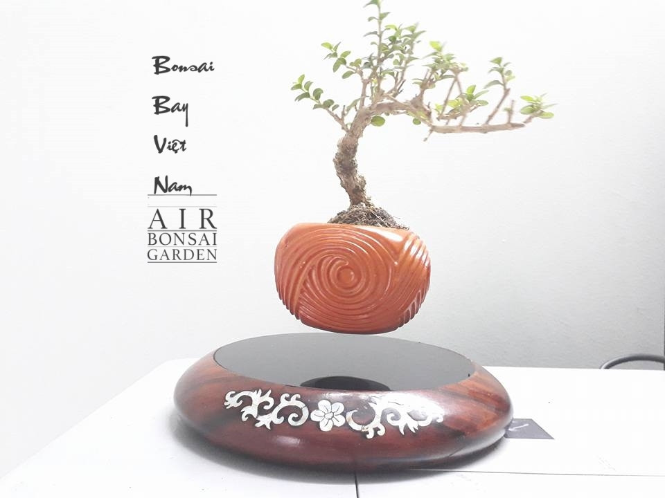 Bonsai bay gổ cẩn xà cừ có giá 2,4 triệu đồng. Ảnh: Bonsaibayvietnam