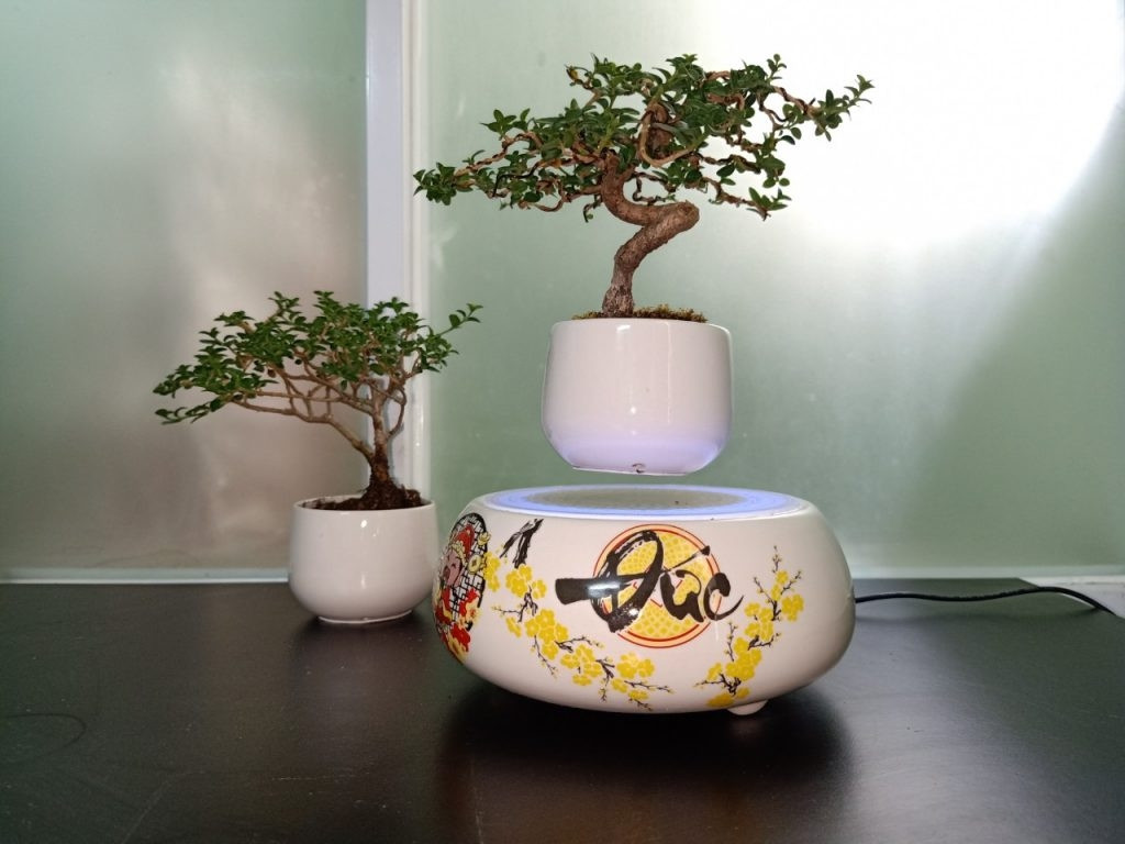 Do mới mẻ và lạ lẫm, bonsai bay được nhiều người Việt săn lùng. Ảnh: Bonsai bay VN