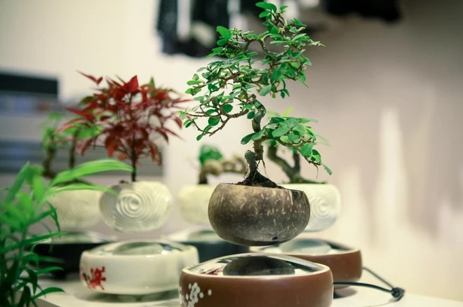 Chậu bonsai làm từ gáo dừa, một sản phẩm thân thiện mang đậm phong cách Việt. Ảnh: Vietnam+