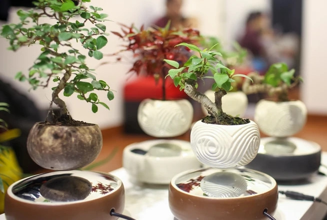 Ngoài trang trí, bonsai bay còn có ý nghĩa về mặt phong thủy khi khách hàng có thể chọn màu sắc hợp mệnh. Ảnh: Vietnam+