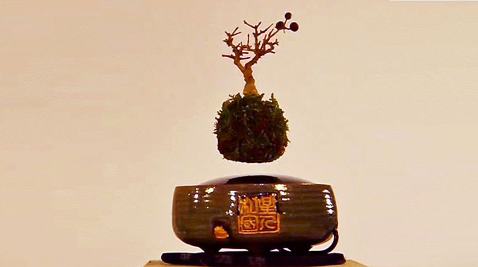 Du nhập vào Việt Nam từ đầu năm 2016, bonsai bay có đủ loại, từ hàng nhập bên Trung Quốc đến hàng do doanh nghiệp Việt nhận chuyển giao công nghệ để tự sản xuất. Ảnh: Getty