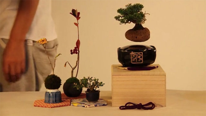 Tại Việt Nam, bonsai bay có giá từ 1,5 - 3 triệu đồng/chậu, tùy loại. Ảnh: BoredPanda