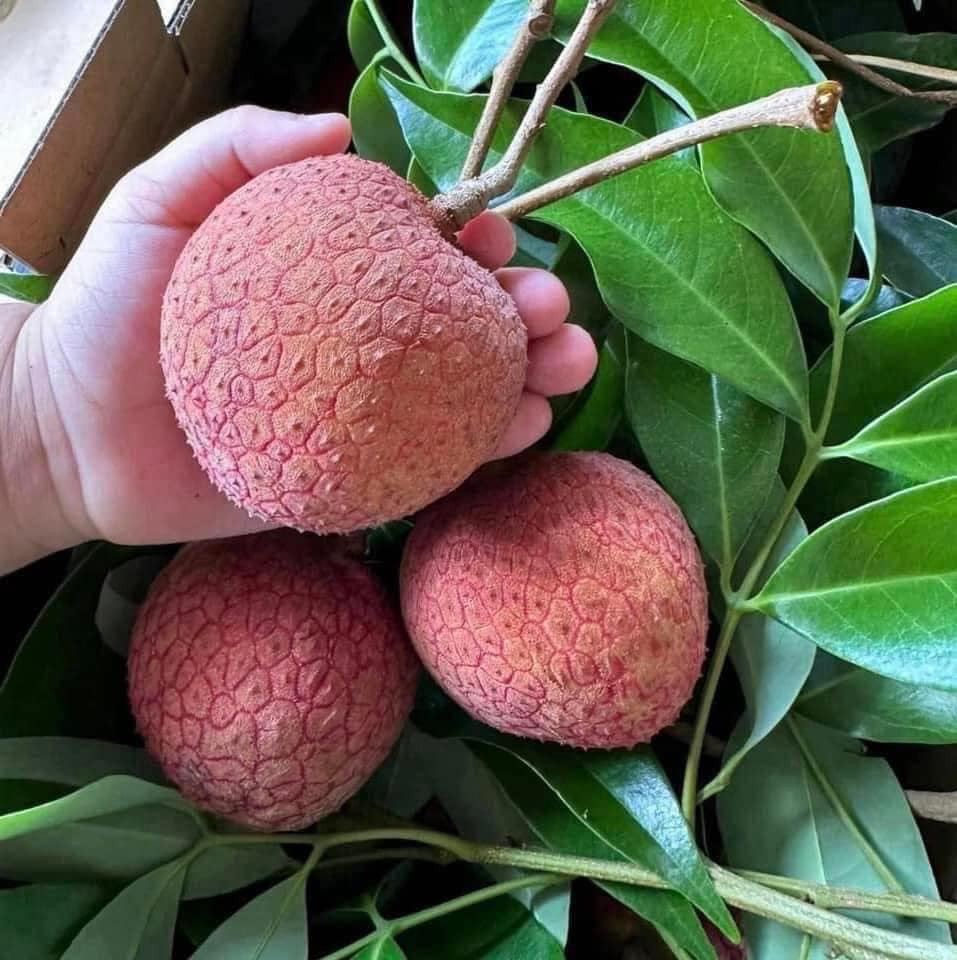 Giống vải này đã có từ lâu nhưng khoảng vài năm nay, khi được ứng dụng các công nghệ nuôi trồng tốt hơn, cây vải cho nhiều quả và quả cũng to hơn thì vải trứng mới nổi bật hơn trên thị trường.