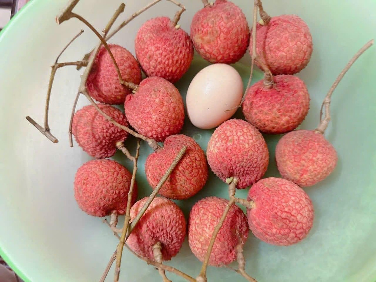 Những quả vải to ngang bàn tay người, như hình ảnh được lan truyền trên mạng khá hiếm. Đó có thể là một vài quả to nhất được lựa ra từ cả cây hoặc cả vườn vải.