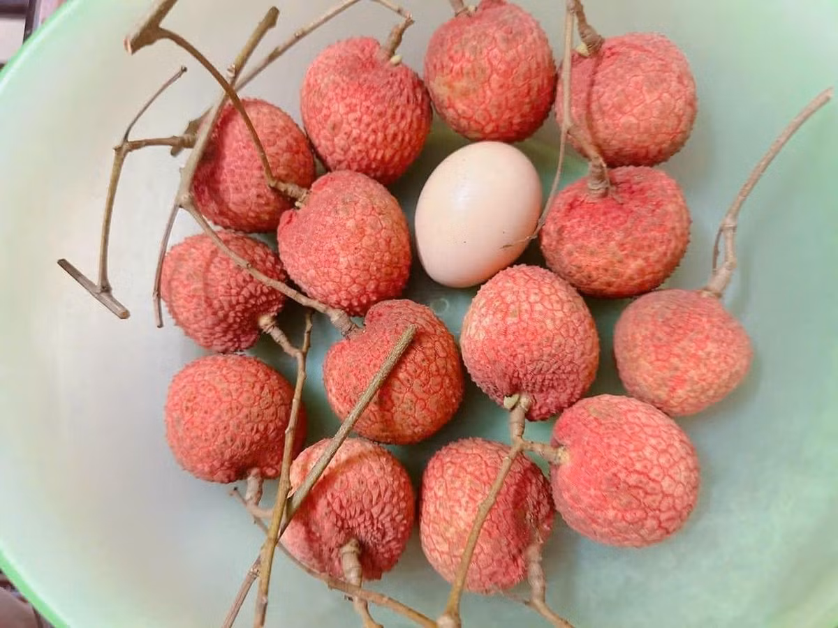 Những quả vải to ngang bàn tay người, như hình ảnh được lan truyền trên mạng khá hiếm. Đó có thể là một vài quả to nhất được lựa ra từ cả cây hoặc cả vườn vải.