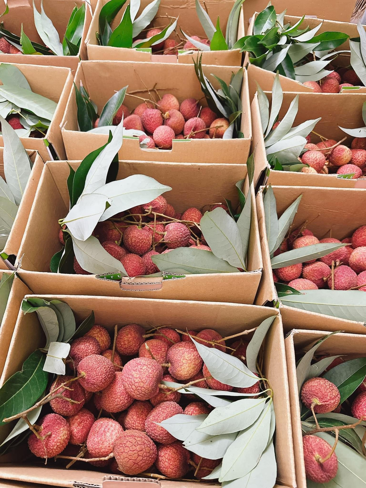 Tại TP.HCM, Bình Dương, vải trứng Hưng Yên hàng loại 1 giá bán lẻ khoảng 230.000-240.000 đồng/kg. Tại Hà Nội, loại vải này đang được nhiều cửa hàng bán với giá 185.000-195.000 đồng/kg.