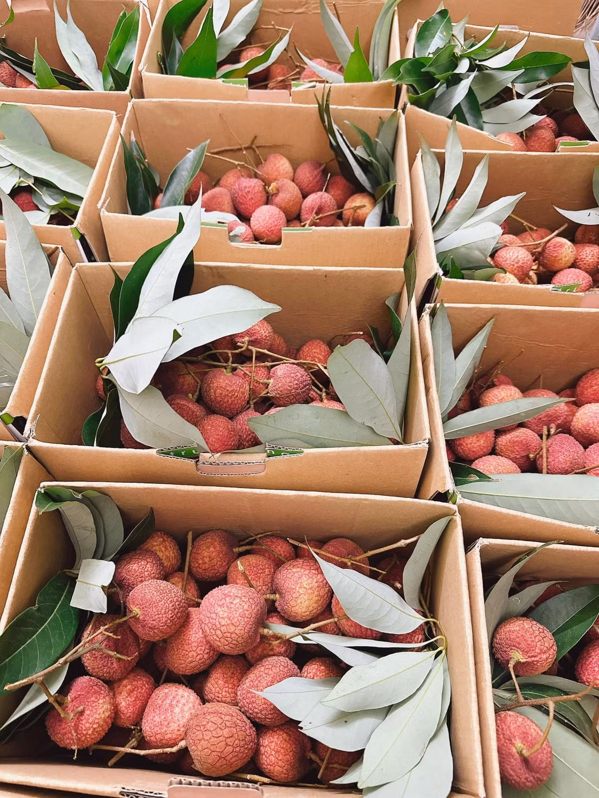 Tại TP.HCM, Bình Dương, vải trứng Hưng Yên hàng loại 1 giá bán lẻ khoảng 230.000-240.000 đồng/kg. Tại Hà Nội, loại vải này đang được nhiều cửa hàng bán với giá 185.000-195.000 đồng/kg.