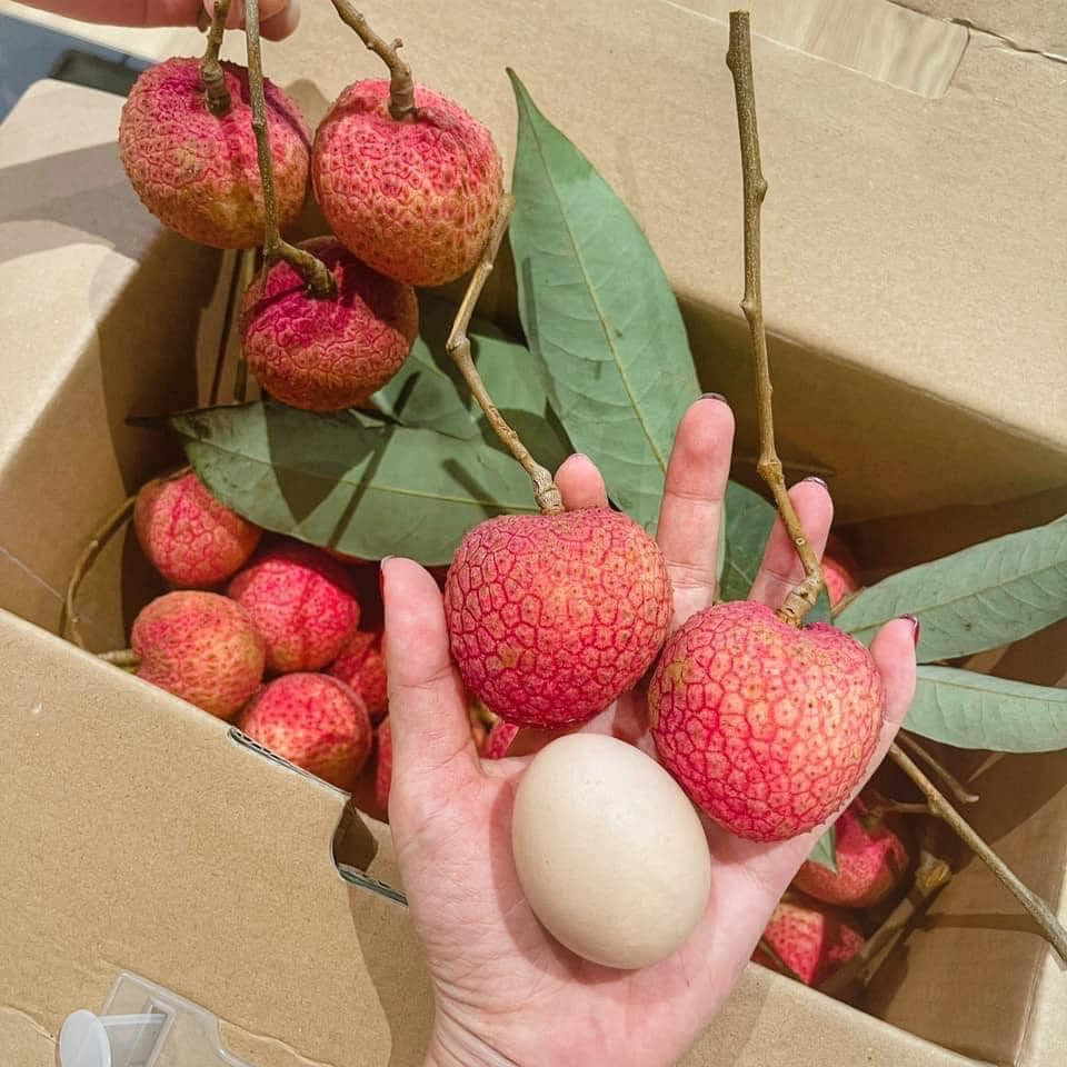 Được biết, đây là vải trứng, được trồng nhiều ở Hưng Yên.