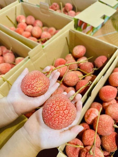 Vải trứng Hưng Yên có trọng lượng khoảng 18 quả/kg, quả to vượt trội chỉ 12-13 quả/kg trong khi vải thông thường từ 28-30 quả/kg.