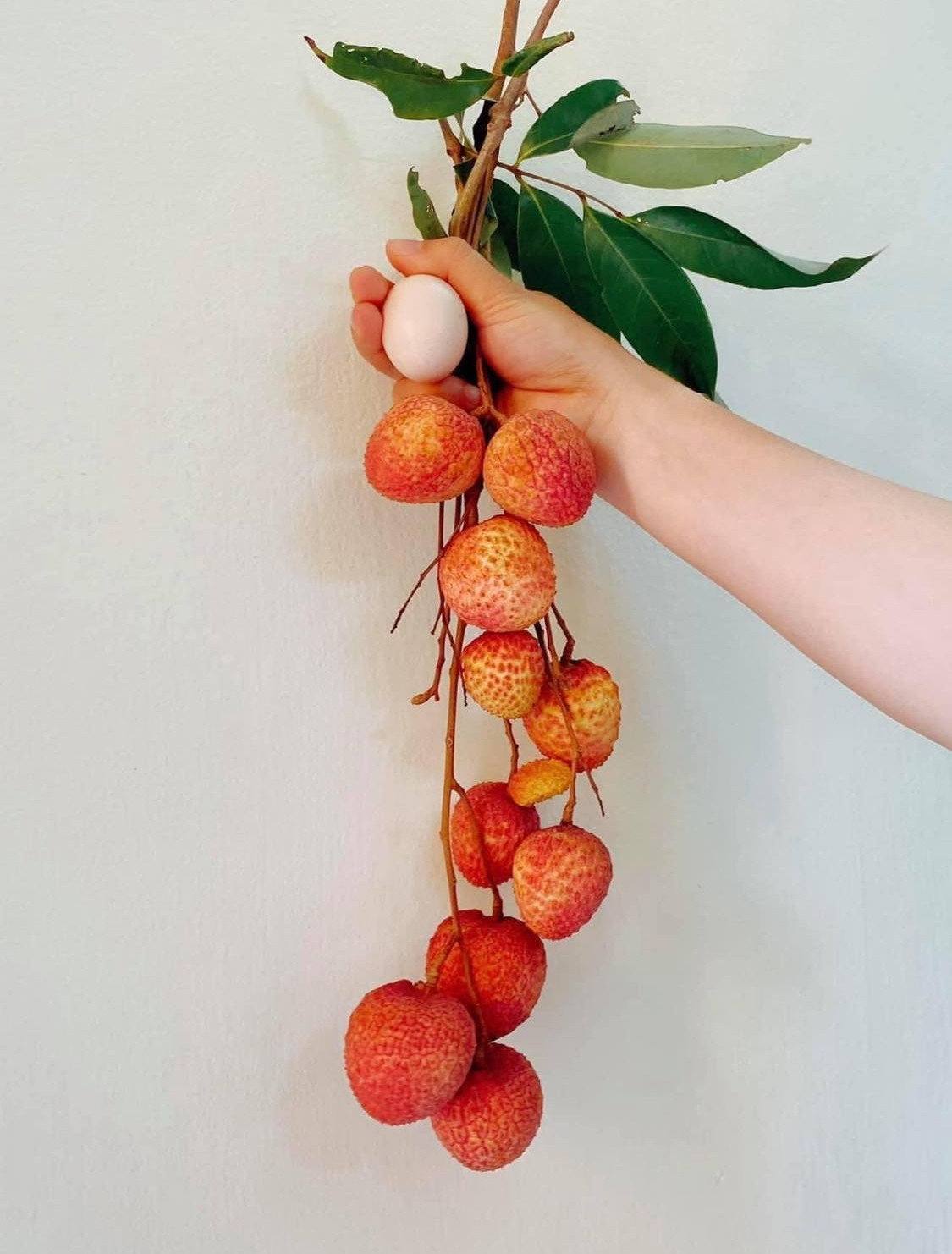 Vải trứng có xuất xứ từ xã Phan Sào Nam, Phù Cừ, Hưng Yên, sau đó được nhân giống và trồng ở nhiều xã lân cận.