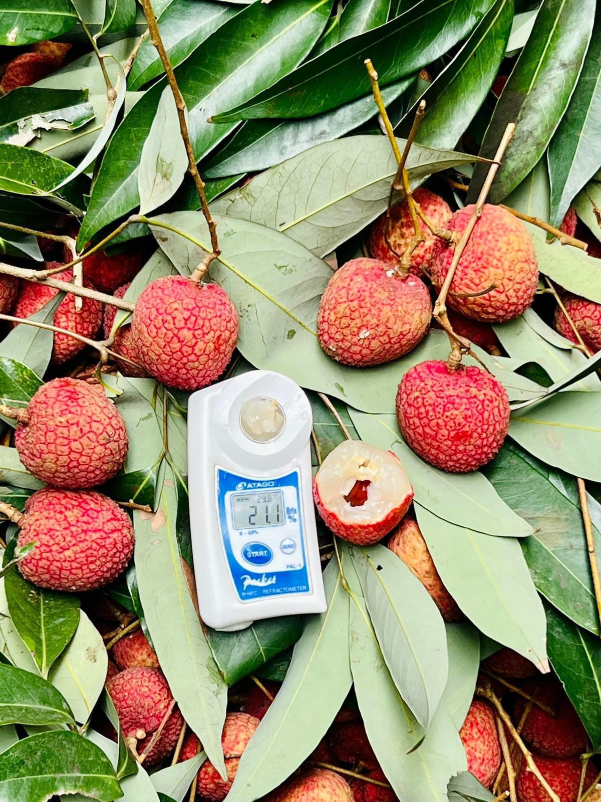 Vải trứng Hưng Yên khi chín có màu đỏ rực đẹp mắt, quả vải to, cùi dày, vị ngọt thanh và thoảng hương thơm hấp dẫn.