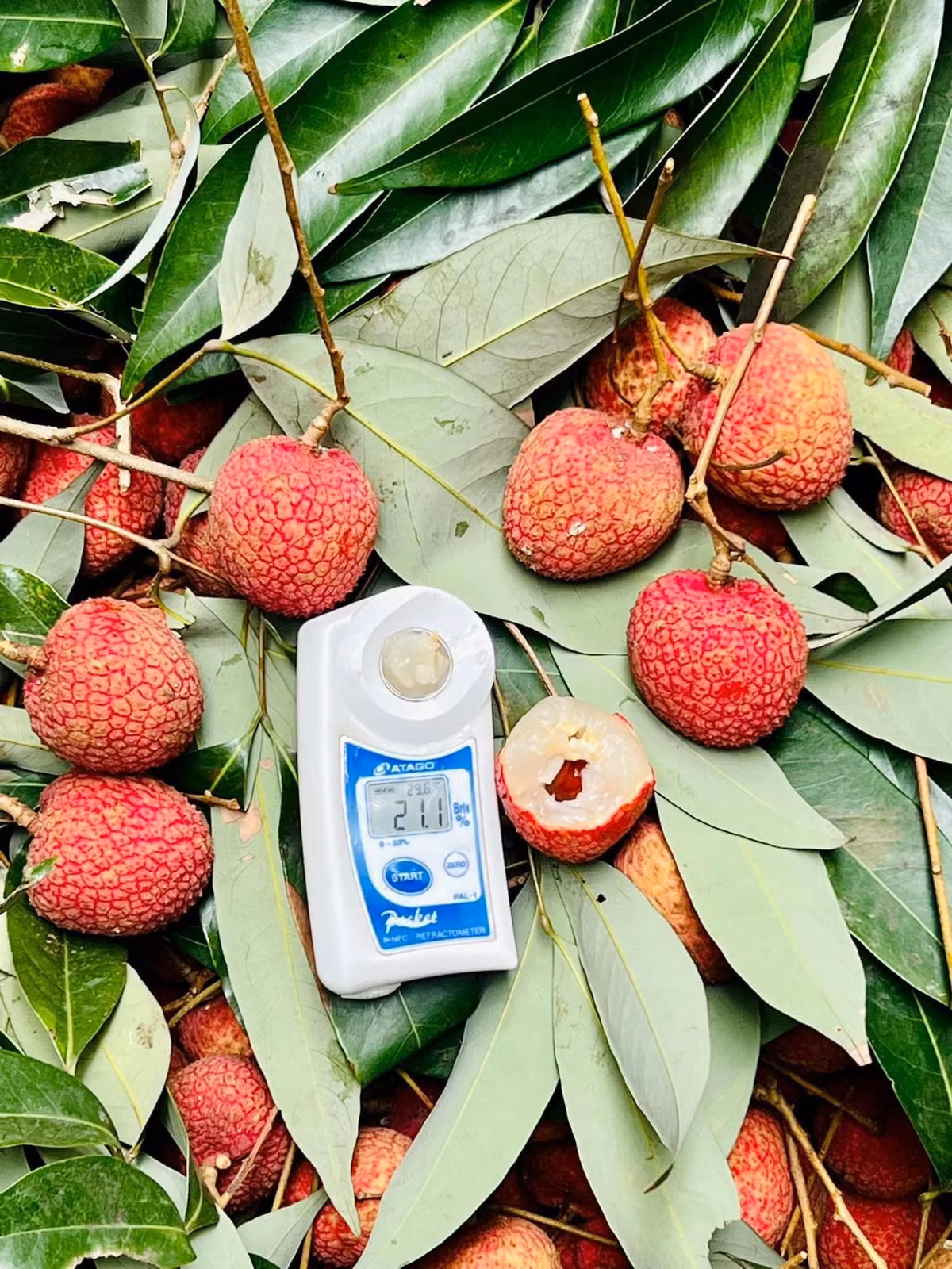 Vải trứng Hưng Yên khi chín có màu đỏ rực đẹp mắt, quả vải to, cùi dày, vị ngọt thanh và thoảng hương thơm hấp dẫn.