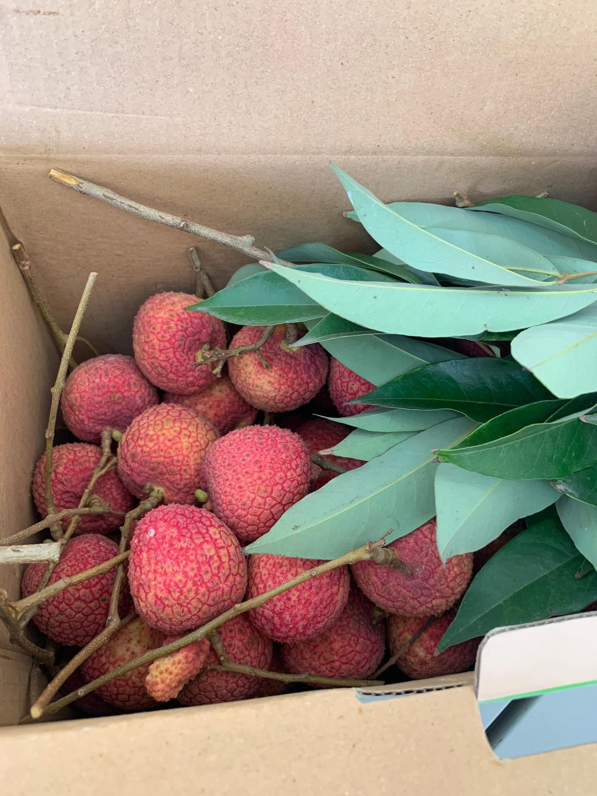 Theo người dân địa phương, vải trứng năm nay sẽ "cháy hàng" sớm do sản lượng giảm so với năm ngoái.