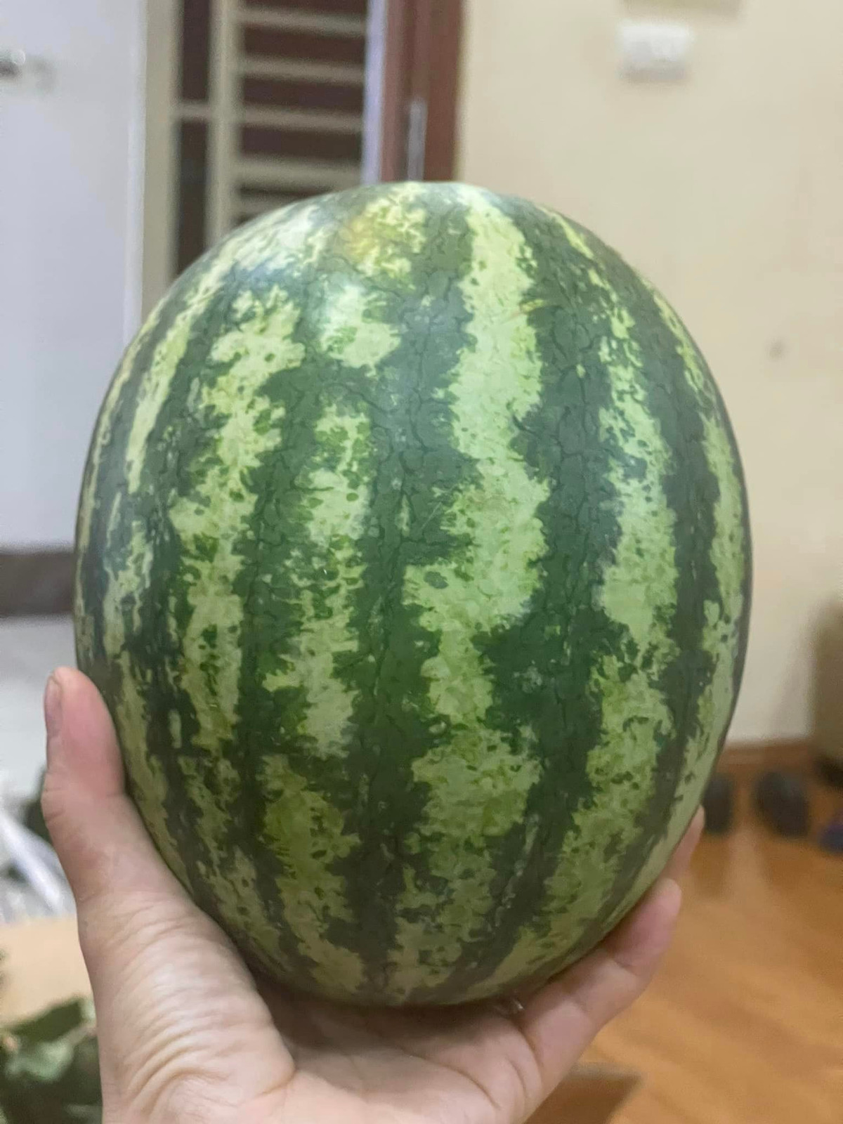 Mỗi trái dưa hấu mini Hàn Quốc nặng từ 0,8 - 1,3kg, tính ra mỗi quả dưa chỉ từ 25.000 - 35.000 đồng/quả.