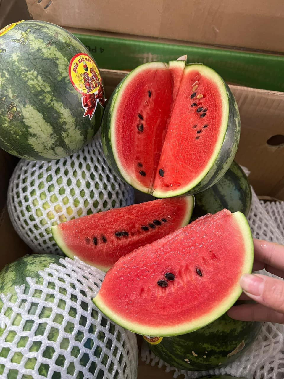 Dù có kích thước rất nhỏ nhưng dưa hấu táo vỏ mỏng, lại được đánh giá là ngọt hơn rất nhiều so với dưa hấu thông thường.