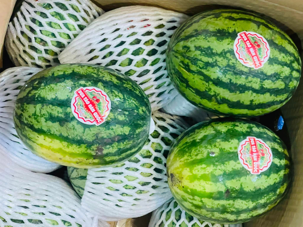 Với trọng lượng nhỏ, ăn lại ngon ngọt như dưa hấu bình thường nên dưa hấu táo được nhiều người đặt mua, nhất là trong thời điểm nắng nóng gay gắt.