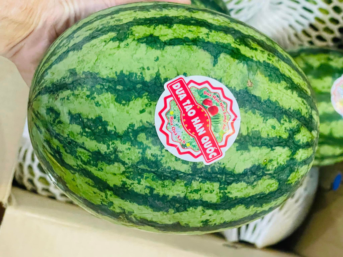 Dưa hấu táo hay dưa hấu mini từng làm mưa làm gió trên thị trường Hàn Quốc và Việt Nam với giá từ 100-200 nghìn đồng/kg. Tuy nhiên, thời gian gần đây, loại dưa này được bán khắp chợ với giá chỉ từ 25.0000 đồng/kg.