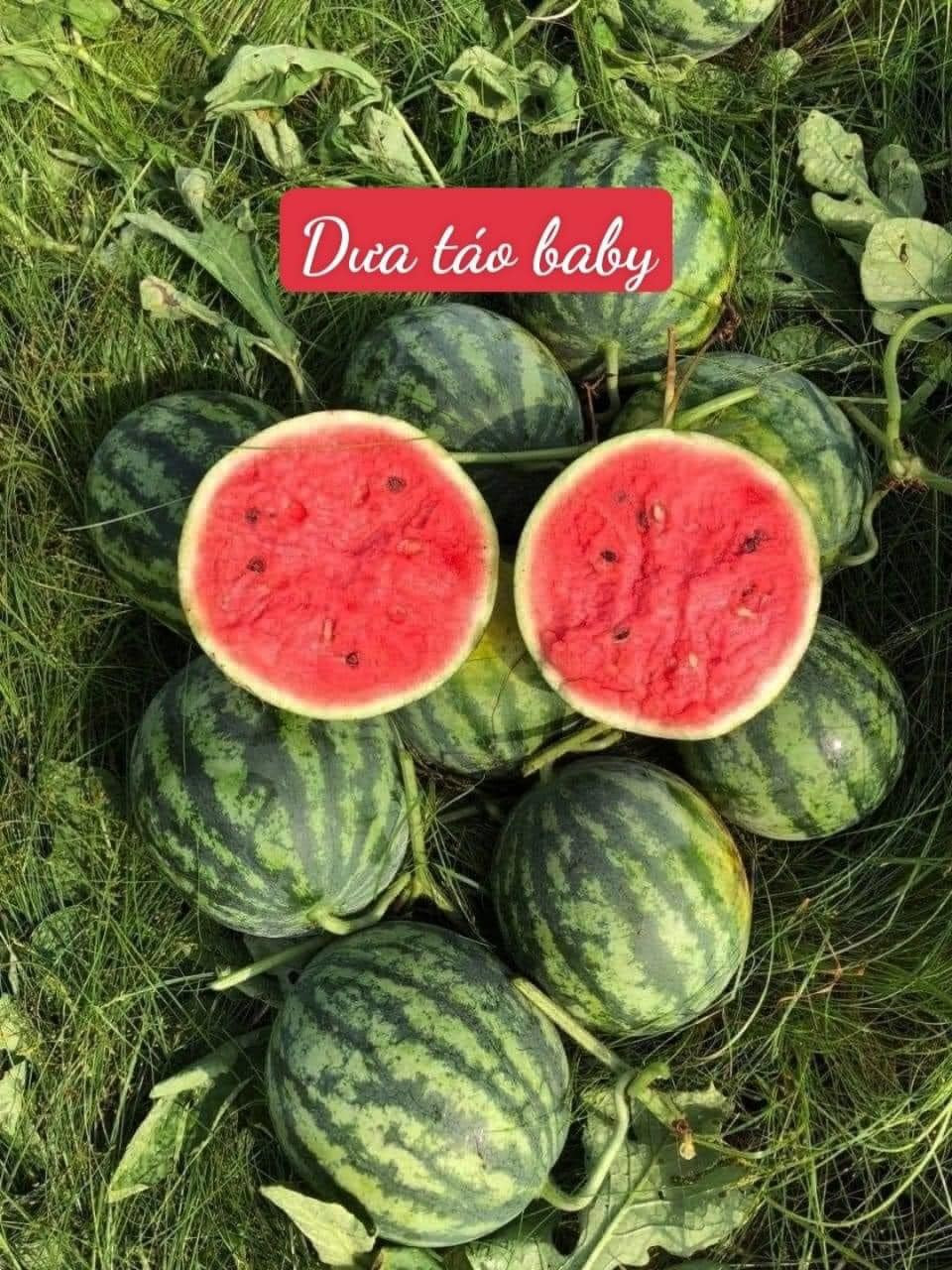 Để mua được hàng chất lượng, dưa ngọt, vỏ mỏng, không mua phải dưa non, người tiêu dùng nên mua tại cửa hàng quen biết, uy tín, có bảo hành sản phẩm, đổi trả nếu có vấn đề, tránh mất tiền oan. Nguồn ảnh: Facebook