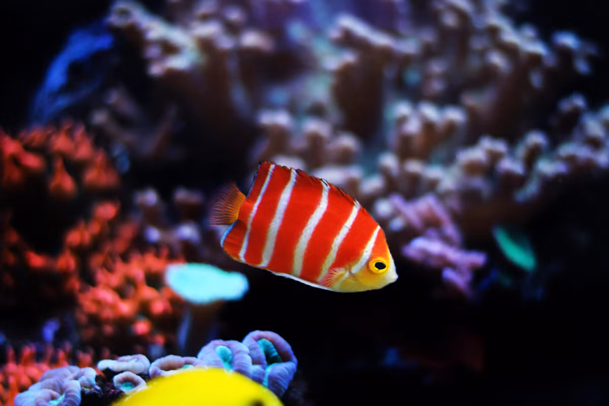 Cá Pepermint nổi bật với sọc đỏ và trắng, kích thước nhỏ, chỉ khoảng 7cm. Ảnh: AlgaeBarn