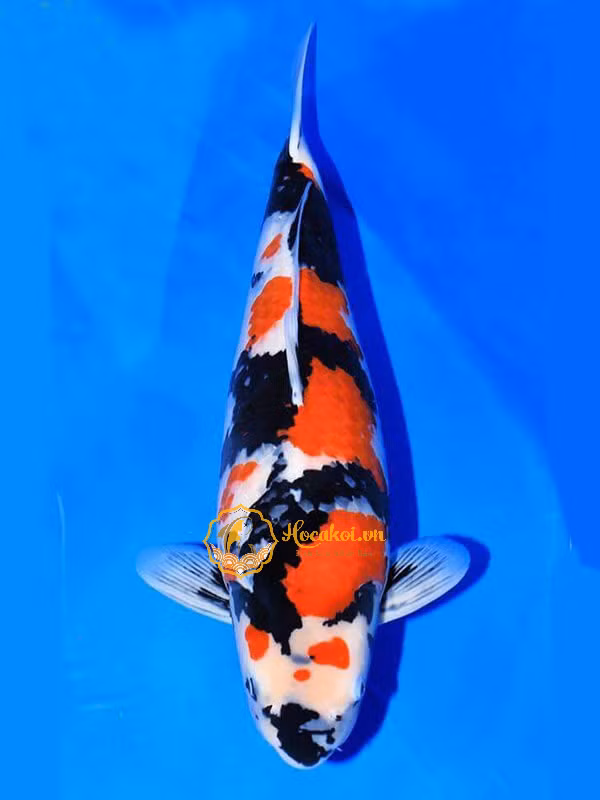 Năm 2017, trong một cuộc đấu giá tại Nhật Bản, một chú cá Koi được trả giá lên tới 2,2 triệu USD (khoảng 53 tỷ đồng). Ảnh: Getty