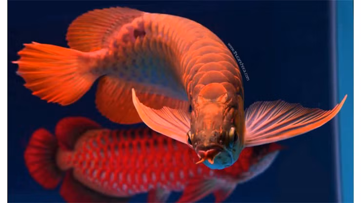 Đặc biệt, cá rồng huyết long đột biến về da có thể lên tới 80.000 USD/con, tương đương gần 2 tỷ đồng. Ảnh: Getty