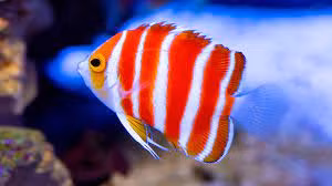 Là một trong những loại cá cảnh quý hiếm nhất thế giới, cá thiên thần Pepermint có giá lên tới 30.000USD/con (hơn 700 triệu đồng). Ảnh: LiveAquaria