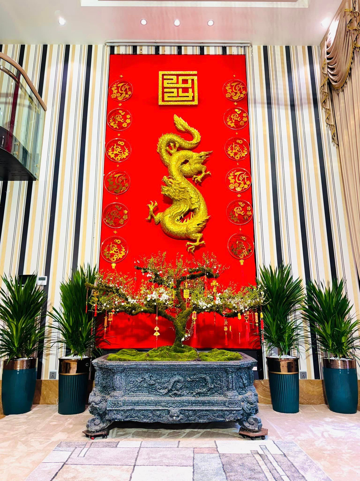 Cây mai được hai người bạn của Mr Đàm đưa về từ Tây Bắc.