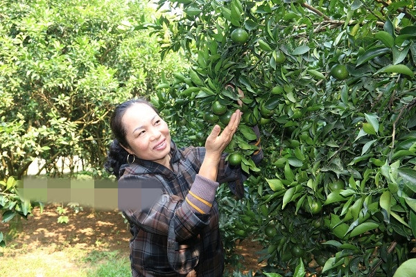 Để không bị gãy cành bởi quả xum xuê, bà Thu phải mua tre về chống đỡ các cành. Ảnh: Dân Việt