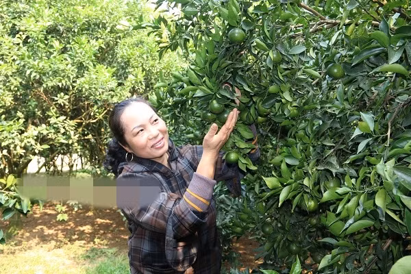 Để không bị gãy cành bởi quả xum xuê, bà Thu phải mua tre về chống đỡ các cành. Ảnh: Dân Việt