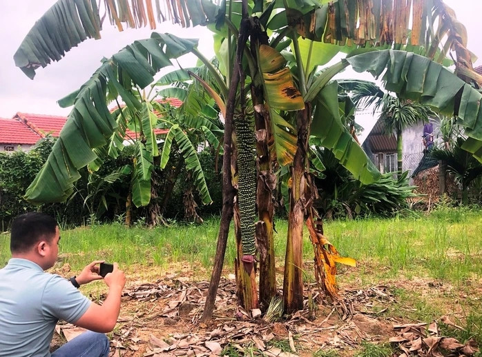 Cây chuối "mắn đẻ" trong vườn nhà bà Đặng Thị Lan (ở thôn 4, xã Nghĩa Dõng, TP Quảng Ngãi) thu hút sự chú ý của nhiều người khi cho trổ buồng hơn 100 nải. Ảnh: Người lao động