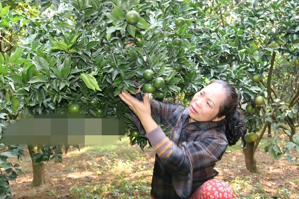 Vườn cam Canh của gia đình bà Đặng Thị Thu (ở Khu 2, thị trấn Cao Phong, Hòa Bình) khiến nhiều người không khỏi choáng váng trước hình ảnh những gốc cây sai trĩu quả rủ xuống đất. Ảnh: Dân Việt