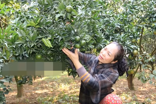 Vườn cam Canh của gia đình bà Đặng Thị Thu (ở Khu 2, thị trấn Cao Phong, Hòa Bình) khiến nhiều người không khỏi choáng váng trước hình ảnh những gốc cây sai trĩu quả rủ xuống đất. Ảnh: Dân Việt