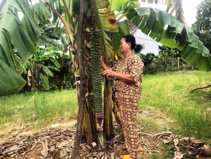 Buồng chuối dài gần 1,5 m, chia nhỏ hơn 100 nải chuối, quả nhỏ, chi chít, xếp thành từng lớp, mỗi lớp có 2 nải. Ảnh: Người lao động